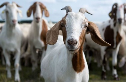 Ученые из Лондона выяснили, что козы умеют различать эмоции