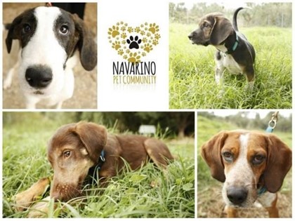 Costa Navarino и Purina найдут семьи бездомным собакам