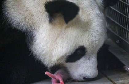 В зоопарке Бельгии появились на свет панды-близнецы