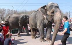 Правительство Дании выкупит пожилых слонов у цирков