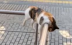 Стамбульский кот покорил соцсети