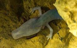 Учёные из Будапештского нашли саламандру, которая семь лет просидела на одном месте