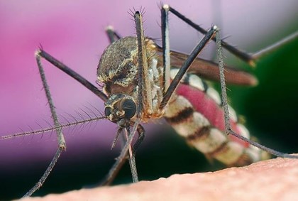 Пандемия коронавируса привлекла на Ибицу полчища комаров-убийц