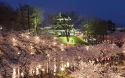 Фестиваль цветущей вишни в парке Такада