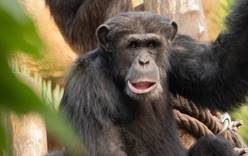 В зоопарках Чехии для обезьян установили Zoom