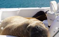 Ирландскому моржу построят понтон, чтобы он перестал топить лодки