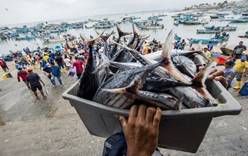 Чёрное море оккупировали ядовитые рыбы. Опасны ли они туристам?