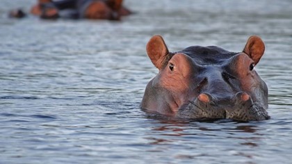 Туристы не пережили встречи с бегемотом на реке в Африке