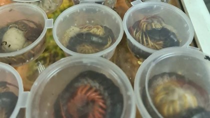 Турист привёз в Москву из Таиланда 140 ядовитых змей, слизней и моллюсков