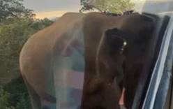 На острове Шри-Ланка слон напал на автобус с россиянами