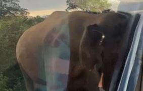 На острове Шри-Ланка слон напал на автобус с россиянами