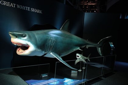 Власти Египта мумифицируют акулу-людоеда