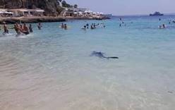 На одном из пляжей Испании акула распугала отдыхающих
