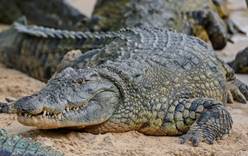 75 крокодилов сбежали с китайской фермы во время наводнения