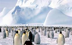 Антарктика скоро опустеет? 