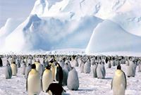 Антарктика скоро опустеет? 