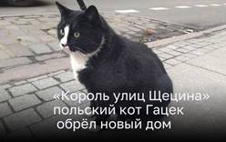 «Король улиц Щецина», польский кот Гацек, обрёл новый дом