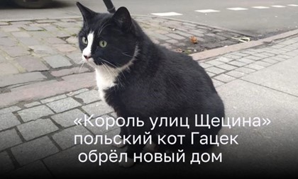 «Король улиц Щецина», польский кот Гацек, обрёл новый дом
