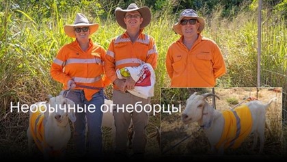 Необычные огнеборцы: как стадо коз в Австралии помогает бороться с лесными пожарами 