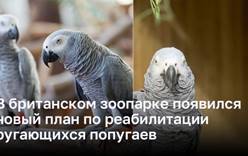Новые методы реабилитации ругающихся попугаев в британском зоопарке