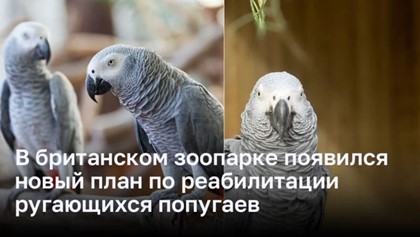Новые методы реабилитации ругающихся попугаев в британском зоопарке