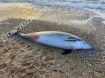 В Крыму погиб дельфин, выброшенный хозяином дельфинария