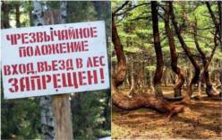 «Просим отнестись с пониманием»: в Калининградской области будет введен запрет на посещение лесов