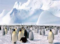 Антарктика скоро опустеет?