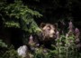 В национальном парке Канады медведь гризли напал на туристов