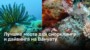 Откройте Подводный Мир Вануату
