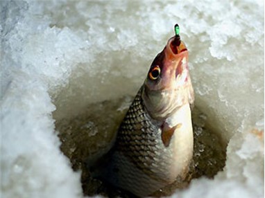Открытый Чемпионат Пскова по ловле рыбы на зимнюю блесну пройдёт в Палкино 29 января 2011 года