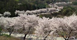 Фестиваль цветения вишни на озере Чхонпхунхо