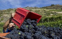 Праздник сбора винограда в Невшателе «Фестиваль вина»