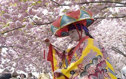 Ханами - праздник цветения сакуры
