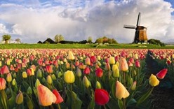 День тюльпанов в Нидерландах