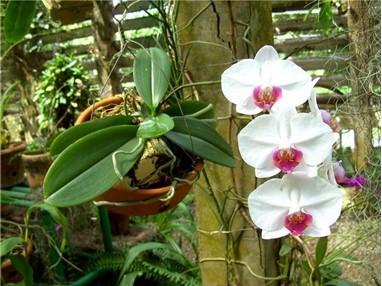 В кубинском ботаническом саду Сороа собраны более 800 видов орхидей