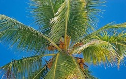 Успей на фестиваль кокосов в Доминикану 