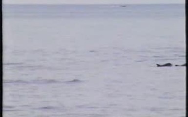 дОллфины на пляже, реально