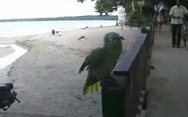 Русские туристы научили попугая смеяться :)))