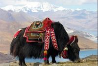 Тибет. На крыше мира