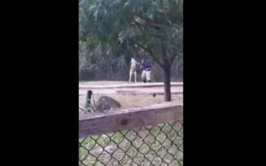 Кенгуру избил работника зоопарка