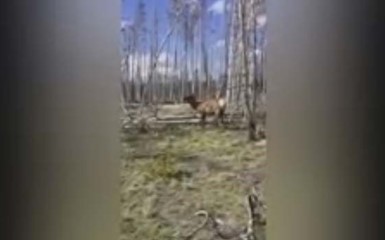 В Йеллоустонском парке олень напал на туристку