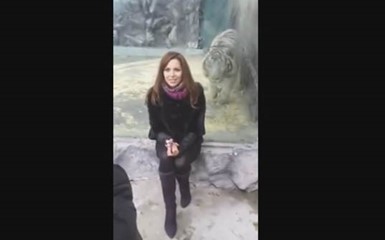 Тигр набросился на туристку в зоопарке