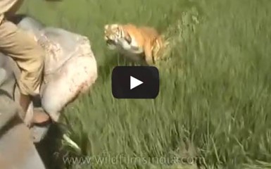 Индийский тигр атакует погонщика слонов