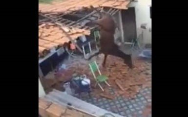 В Бразилии лошади сыпятся с неба