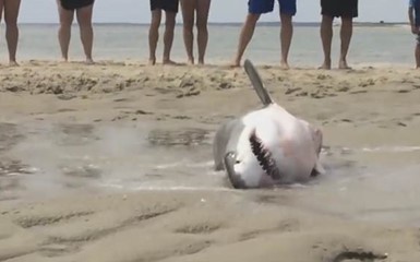 Туристы vs большая белая акула