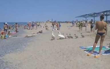 На пляж в Есентуках пришла семья лебедей