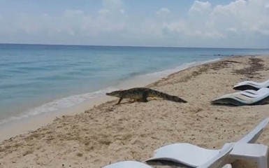 Крокодил вызвал панику на мексиканском пляже