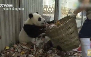 Панды доводят служителя зоопарка