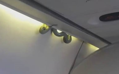 Змея перепугала пассажиров самолета